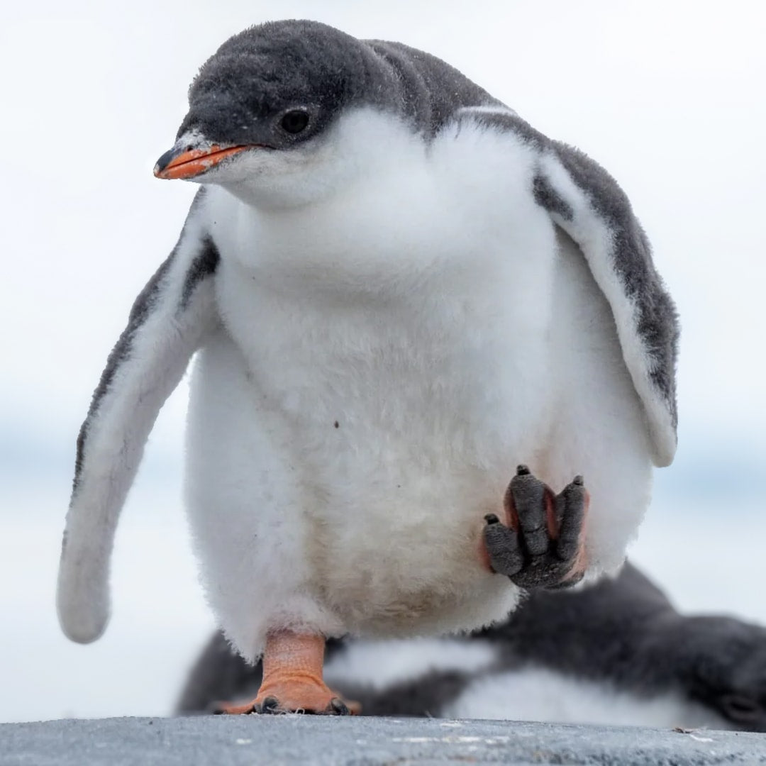 Adopt a Penguin GIFT