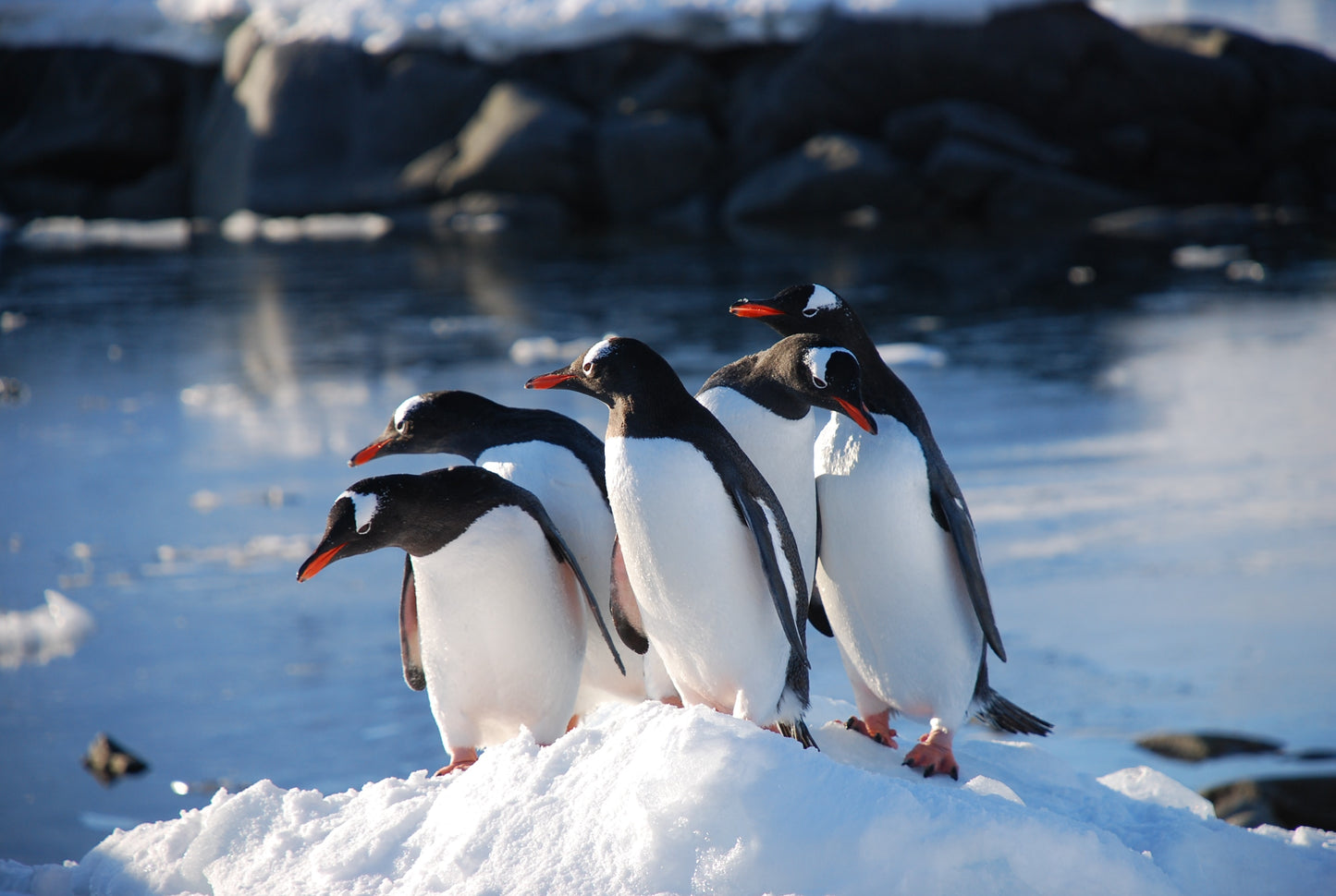 Penguin Posse Christmas cards (6pk)