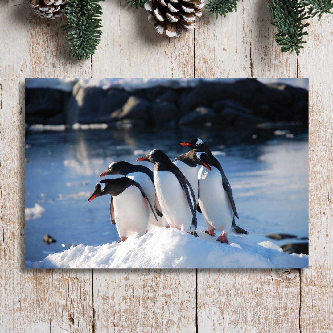 Penguin Posse Christmas cards (6pk)