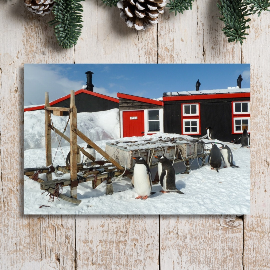 Penguin Sledge Christmas Cards (6pk)