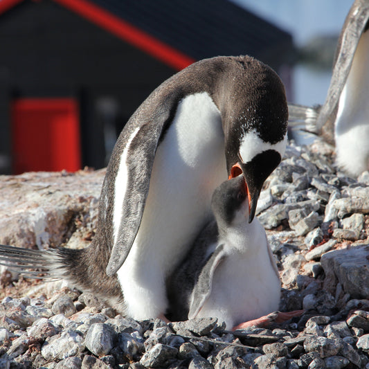 UK Antarctic Heritage Trust Gift Card