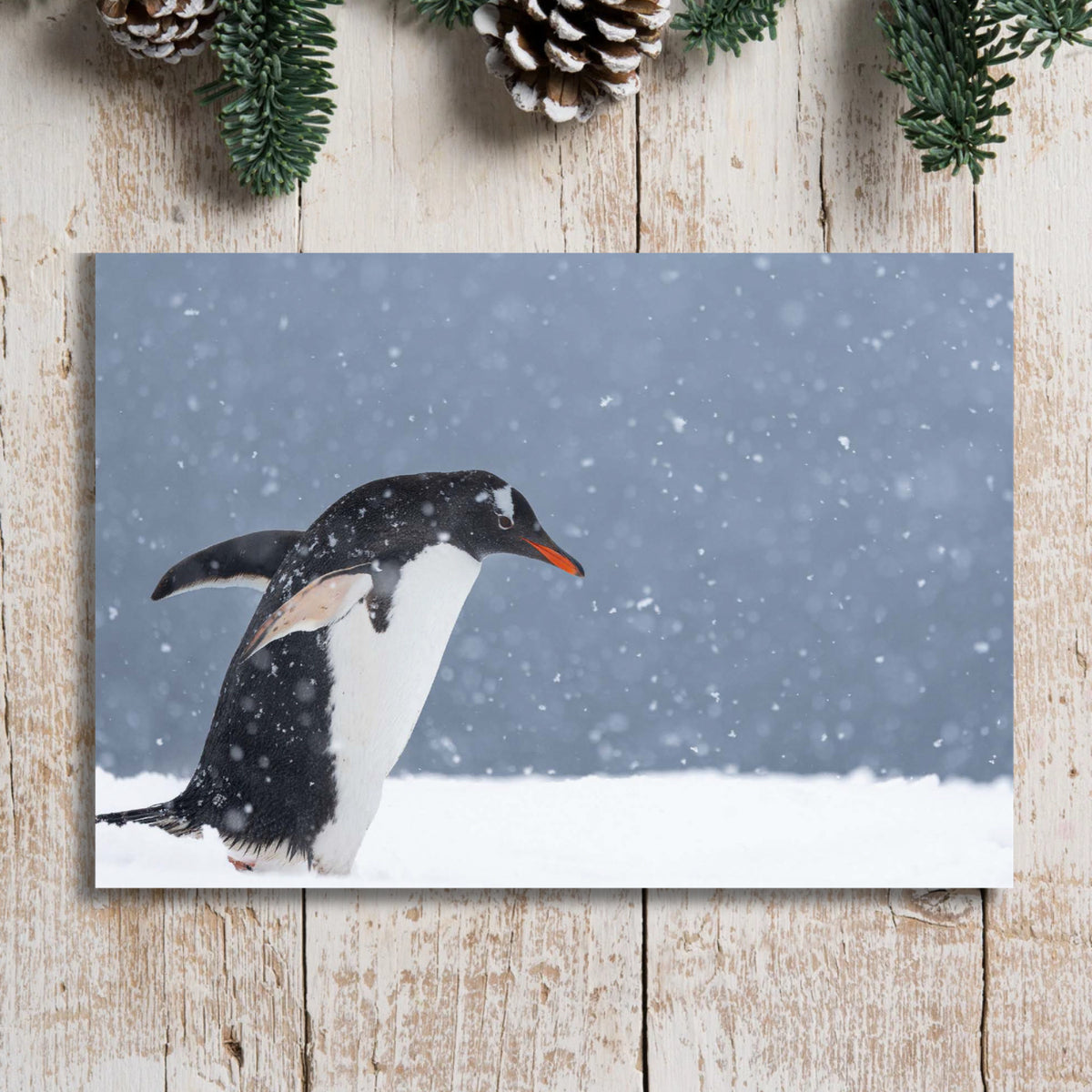 Penguin Blizzard Christmas Cards