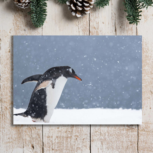 Penguin Blizzard Christmas Cards