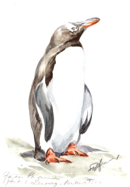 Gentoo Watercolour by Una Hurst