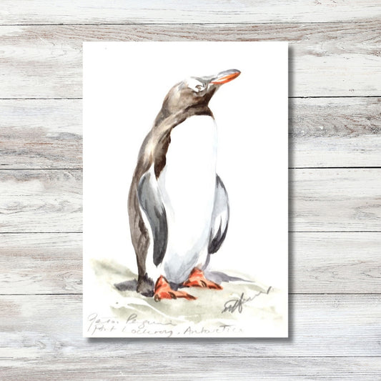 Gentoo Watercolour by Una Hurst