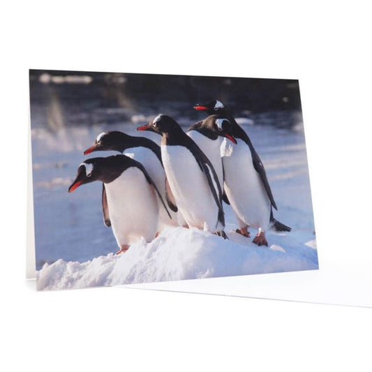 Christmas Card Penguin Posse 6 pk