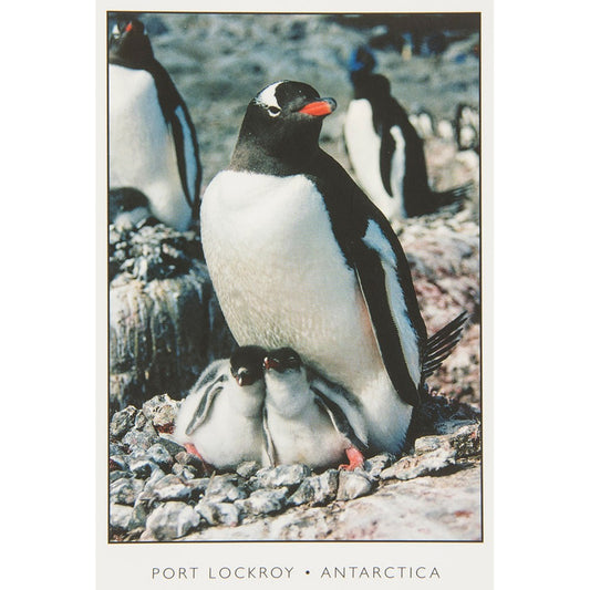 Penguin and Chicks Postcard